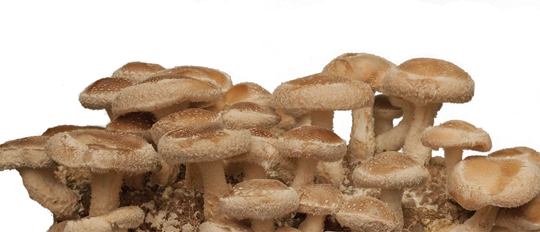 Shiitake mushrooms growing