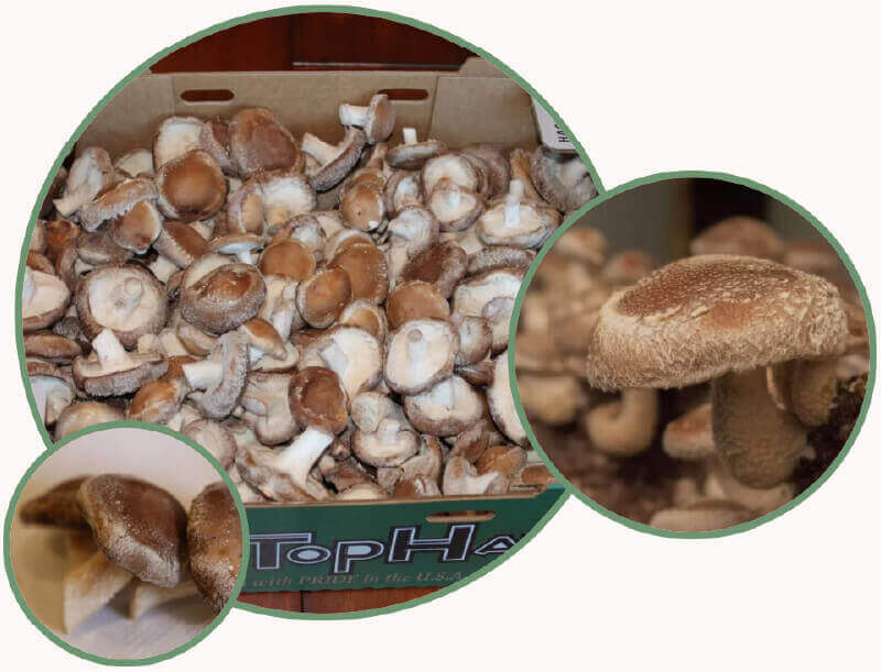 Cluster images of Shiitake Mushrooms